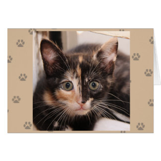 Cartão de Tortie do salvamento do gato de Greyfoot