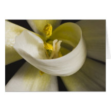 Cartão de Tulipa Branca Enrolada - Interior em Bra