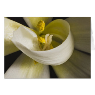 Cartão de Tulipa Branca Enrolada - Interior em Bra