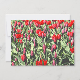 Cartão de tulipas vermelhas
