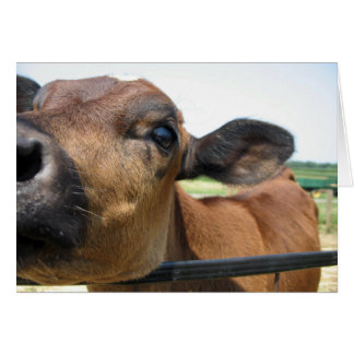 Cartão de Vaca Curioso