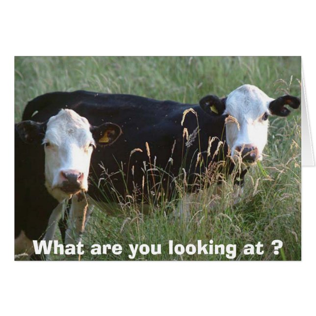 cartão de vacas bobos (Frente Horizontal)