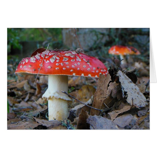 Cartão de Vazio Amanita Mushroom (Frente Horizontal)