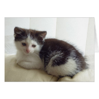 Cartão de vazio com gatinho fofo posando