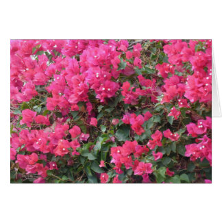 Cartão de vazio com uma bela bougainvillea rosa