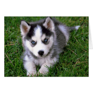 Cartão de Vazio de Cachorro-Cachorro Siberiano Hus