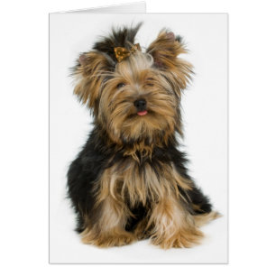 Cartão de Vazio de Cachorro de Yorkshire Terrier