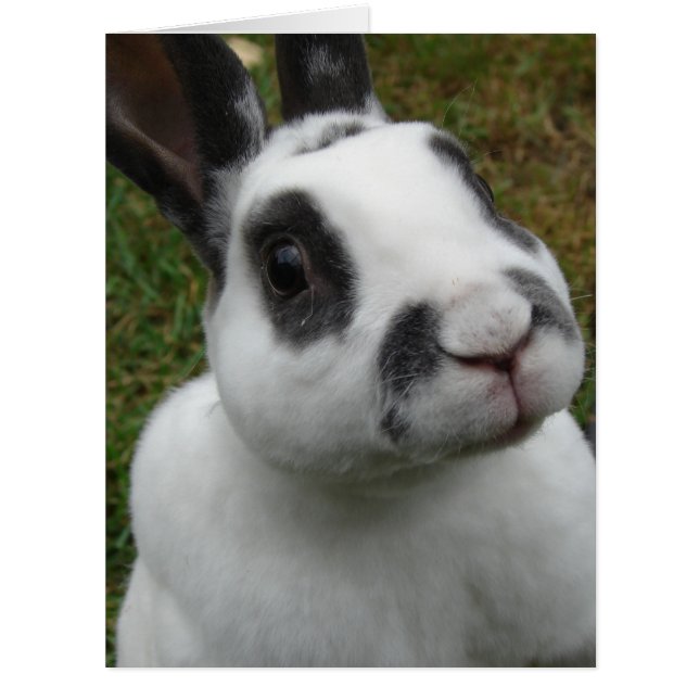 Cartão de Vazio de Coelho Adorável para todas as o (Frente)