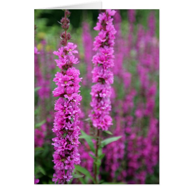 Cartão de vazio de flores rosa (Frente)