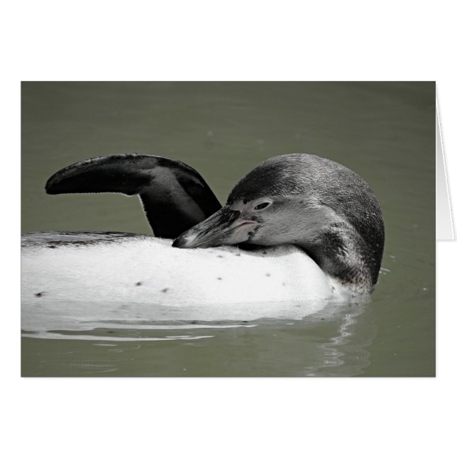 Cartão de Vazio de Natação Pinguim (Frente Horizontal)