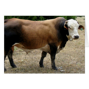 Cartão de Vazio de Retrato para Bovinos Bull Beefm