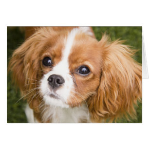 Cartão de Vazio do Sweet Eyes King Charles Spaniel