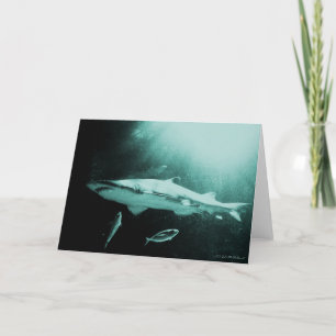 Cartão de vazio Mako shark