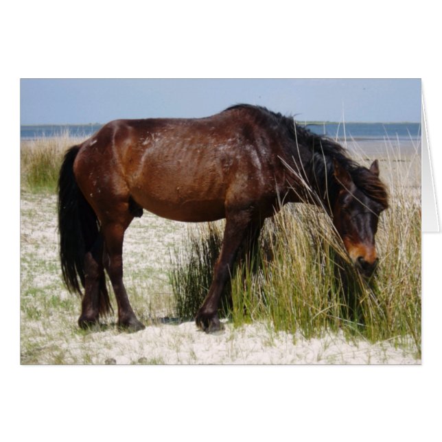 Cartão de Vazio para cavalos do Shackleford Bank (Frente Horizontal)