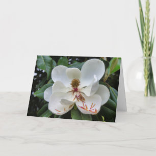 Cartão de vazio para flores de Magnolia
