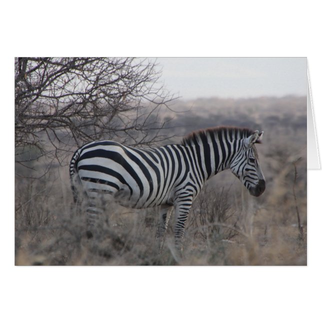 Cartão de vazio Zebra (Frente Horizontal)