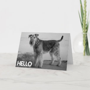 Cartão de Verso de Cachorro Airedale - Olá