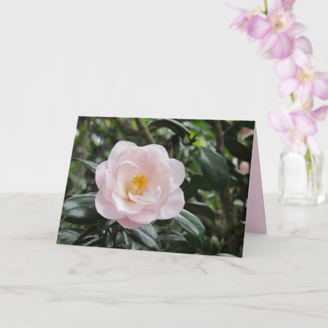 Cartão de Vestígio da Flor Magnoliaeflora Camellia (Orquídea)