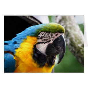 Cartão de vida selvagem com uma arara, vazio.