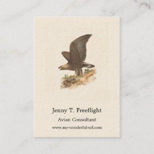Cartão De Visita A Águia Ouro (Aquila chrysaetos) NY Imagem do Páss