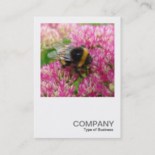 Cartão De Visita A foto quadrada 0342 - Bumble a abelha em Sedum
