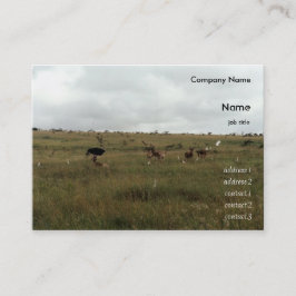 Cartão De Visita África Animais selvagens do Quénia