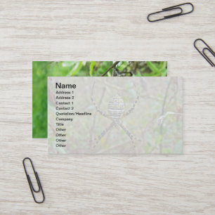 Cartão De Visita Argiope Orb Weaver Spiders