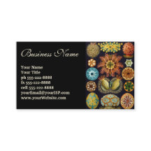 Ascidiae por Ernst Haeckel, Animais Marinhos Antig