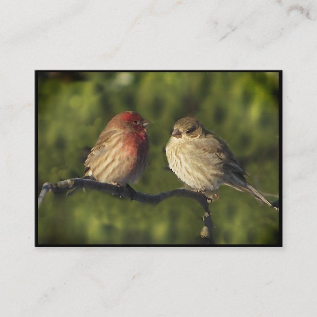 Cartão De Visita aves vivas ATC (Frente)