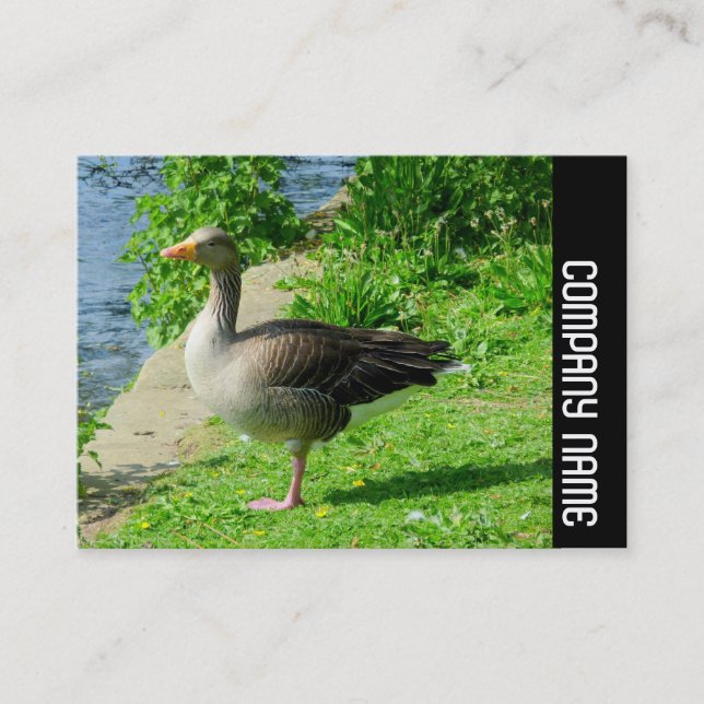 Cartão De Visita Banda lateral - Ganso Greylag (Frente)