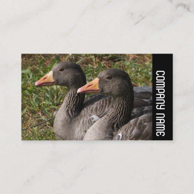 Cartão De Visita Banda lateral - Gansos Greylag (Frente)