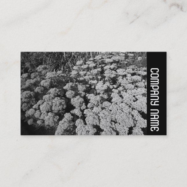 Cartão De Visita Banda lateral - Sedum "Autumn Joy" (Frente)