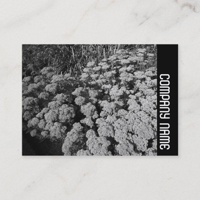 Cartão De Visita Banda lateral - Sedum "Autumn Joy" (Frente)