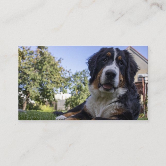 Cartão De Visita bernese mountain dog deitado em segundo (Frente)