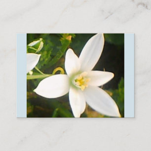 Cartão de visita branco da flor do primavera