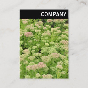 Cartão De Visita Cabeçalho V - Sedum (Alegria de outono)