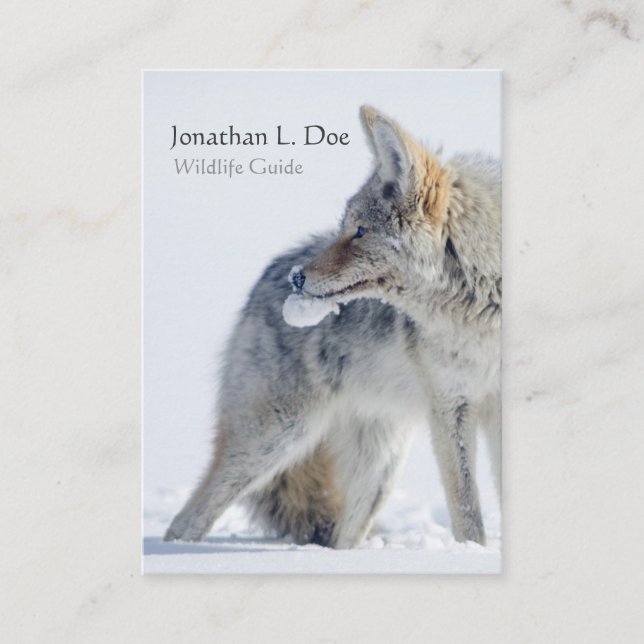 Cartão De Visita Chacal no guia dos animais selvagens da neve, (Frente)