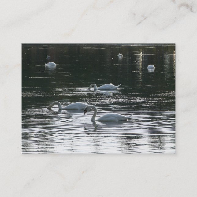 Cartão De Visita Cisnes (Frente)