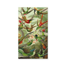 Colibri do Trochilidae de Ernst Haeckel