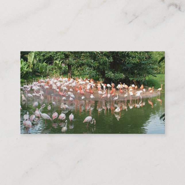 cartão de visita da manada de flamingos natureza (Frente)