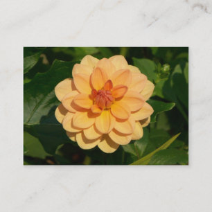 Cartão De Visita Dahlia 'David Howard'
