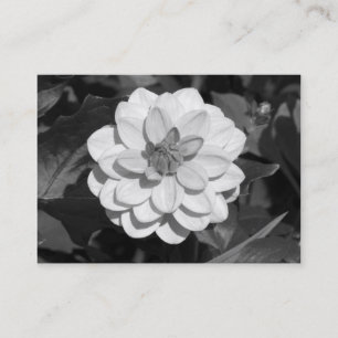 Cartão De Visita Dahlia 'David Howard' B&W