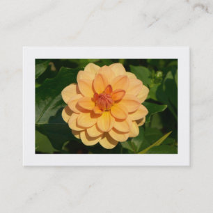 Cartão De Visita Dahlia 'David Howard' (delimitado)