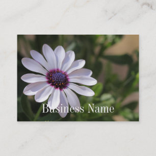 Cartão de visita de Osteospermum
