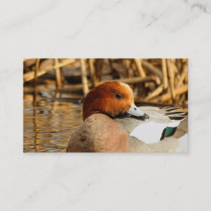 Cartão De Visita Desconhecido considerável no Wigeon do Eurasian d