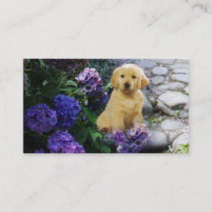 Cartão de visita do criador do golden retriever