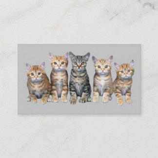 Cartão de visita do gato