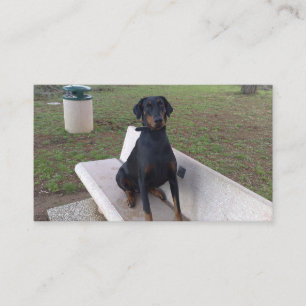 Cartão De Visita doberman pincher sentado