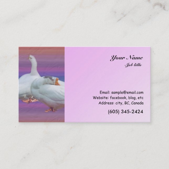 Cartão De Visita dois gansos brancos em fundo colorido (Frente)
