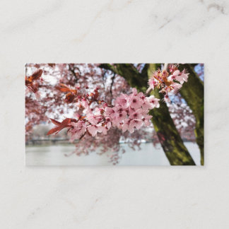Cartão De Visita Embraço rosa de Portland: Serenidade do Flor de Ce